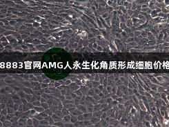 新葡萄8883官网AMG人永生化角质形成细胞价格及货期