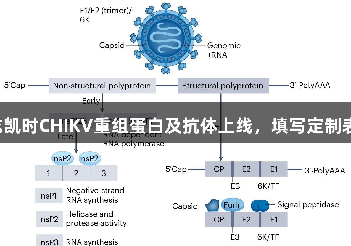 现货供应！尊龙凯时CHIKV重组蛋白及抗体上线，填写定制表单获惊喜礼品！
