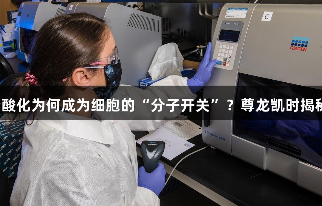 磷酸化为何成为细胞的“分子开关”？尊龙凯时揭秘。