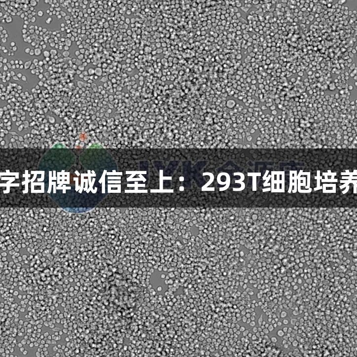 金年会金字招牌诚信至上：293T细胞培养技巧分享