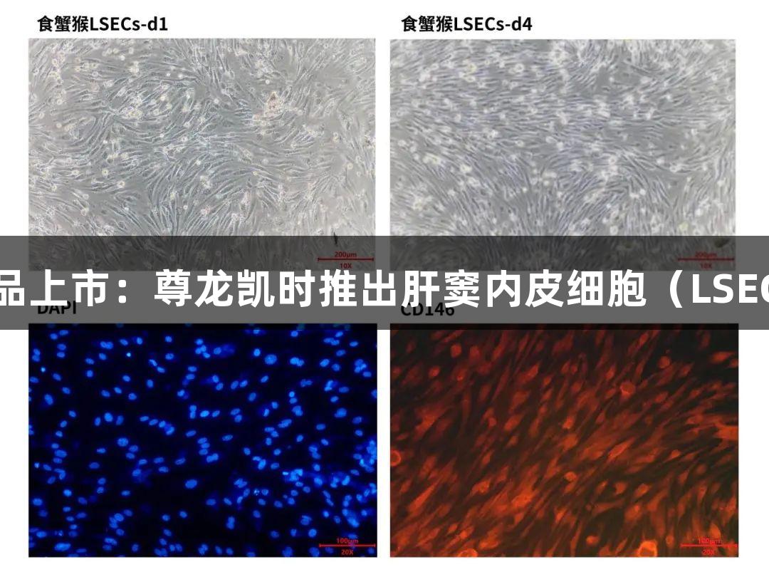 新品上市：尊龙凯时推出肝窦内皮细胞（LSECs）