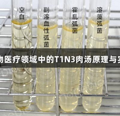 尊龙凯时生物医疗领域中的T1N3肉汤原理与实验现象探讨