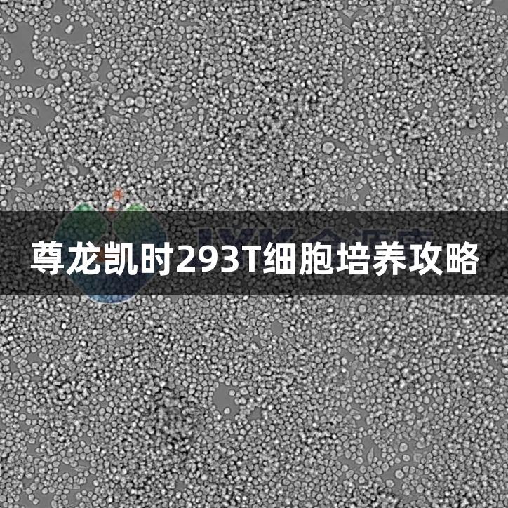 尊龙凯时293T细胞培养攻略