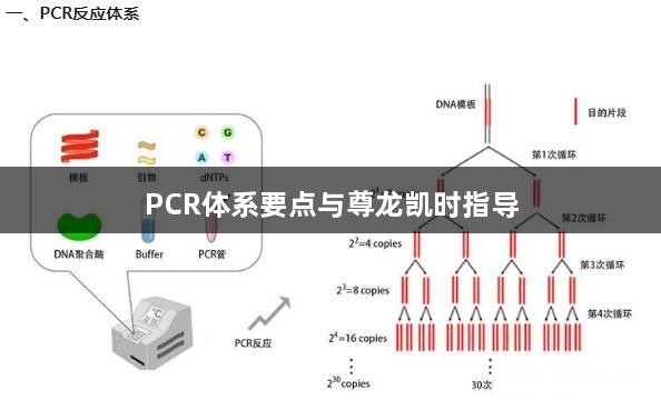 PCR体系要点与尊龙凯时指导