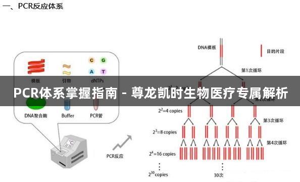 PCR体系掌握指南 - 尊龙凯时生物医疗专属解析