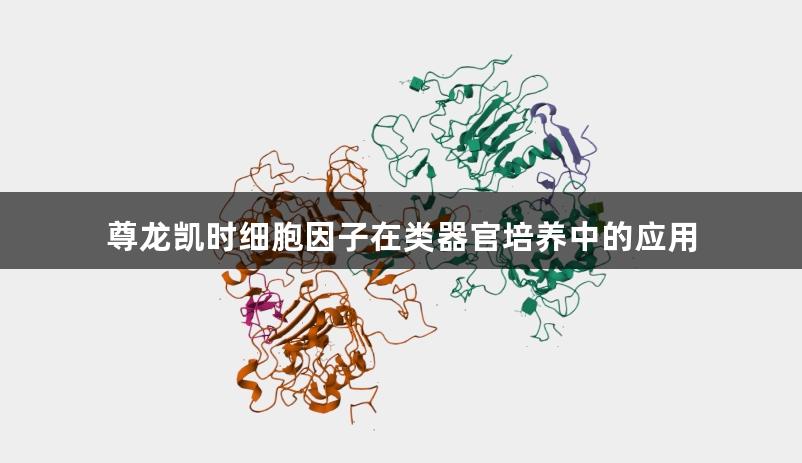 尊龙凯时细胞因子在类器官培养中的应用