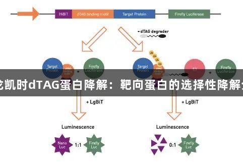 尊龙凯时dTAG蛋白降解：靶向蛋白的选择性降解分析
