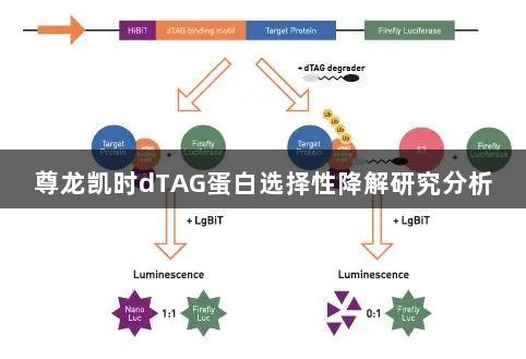 尊龙凯时dTAG蛋白选择性降解研究分析