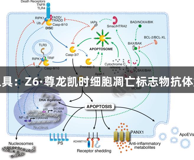机制与工具：Z6·尊龙凯时细胞凋亡标志物抗体解决方案