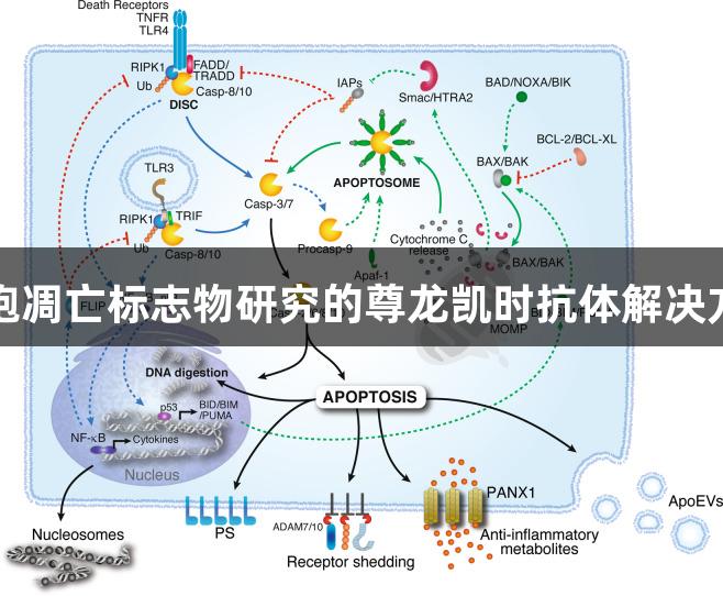 细胞凋亡标志物研究的尊龙凯时抗体解决方案
