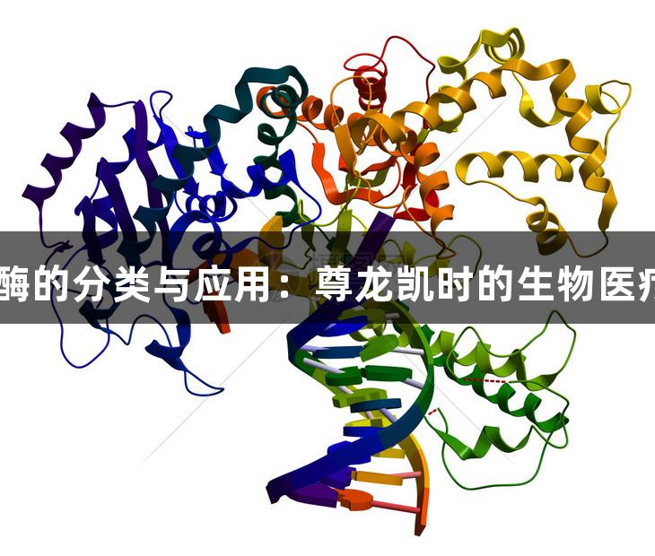 DNA聚合酶的分类与应用：尊龙凯时的生物医疗解决方案