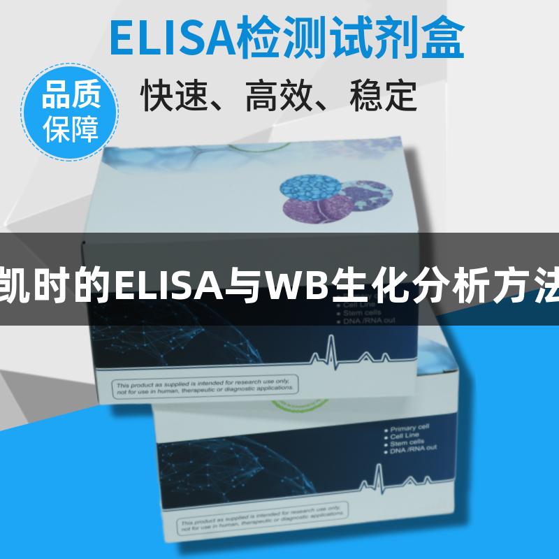 尊龙凯时的ELISA与WB生化分析方法概述