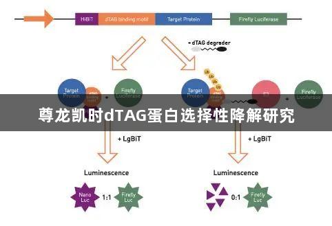 尊龙凯时dTAG蛋白选择性降解研究