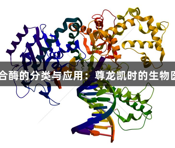DNA聚合酶的分类与应用：尊龙凯时的生物医疗先锋
