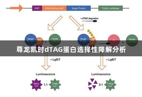 尊龙凯时dTAG蛋白选择性降解分析