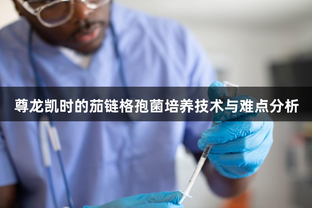 尊龙凯时的茄链格孢菌培养技术与难点分析