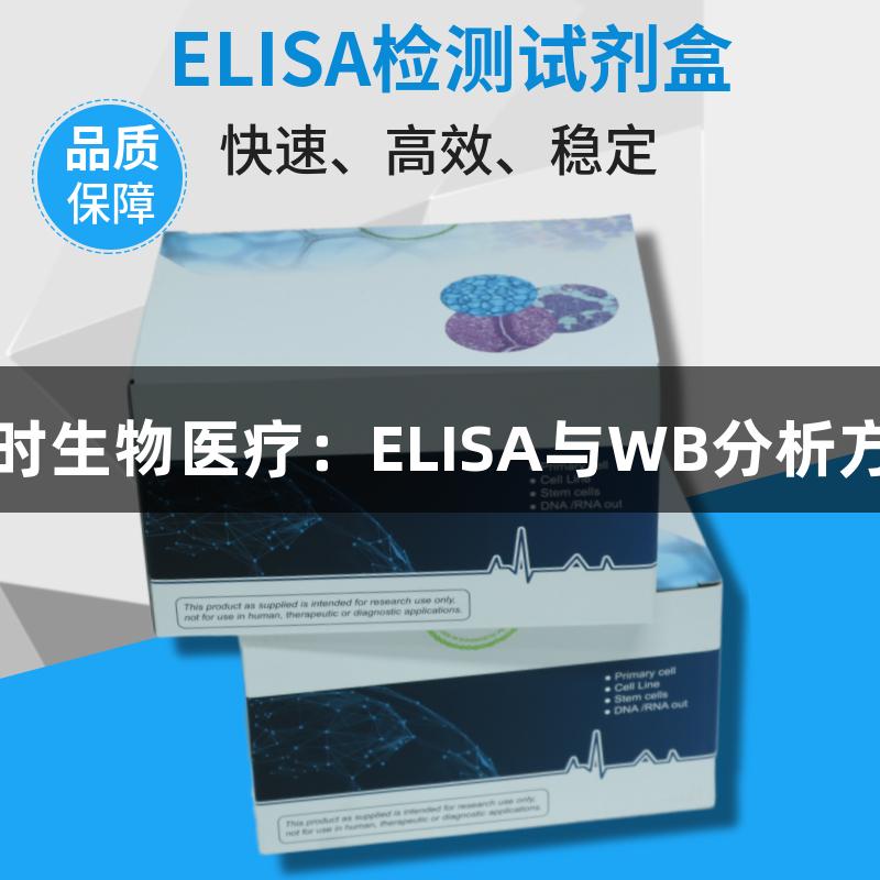尊龙凯时生物医疗：ELISA与WB分析方法解析