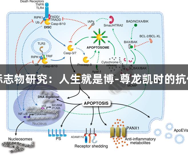 细胞凋亡标志物研究：人生就是博-尊龙凯时的抗体解决方案