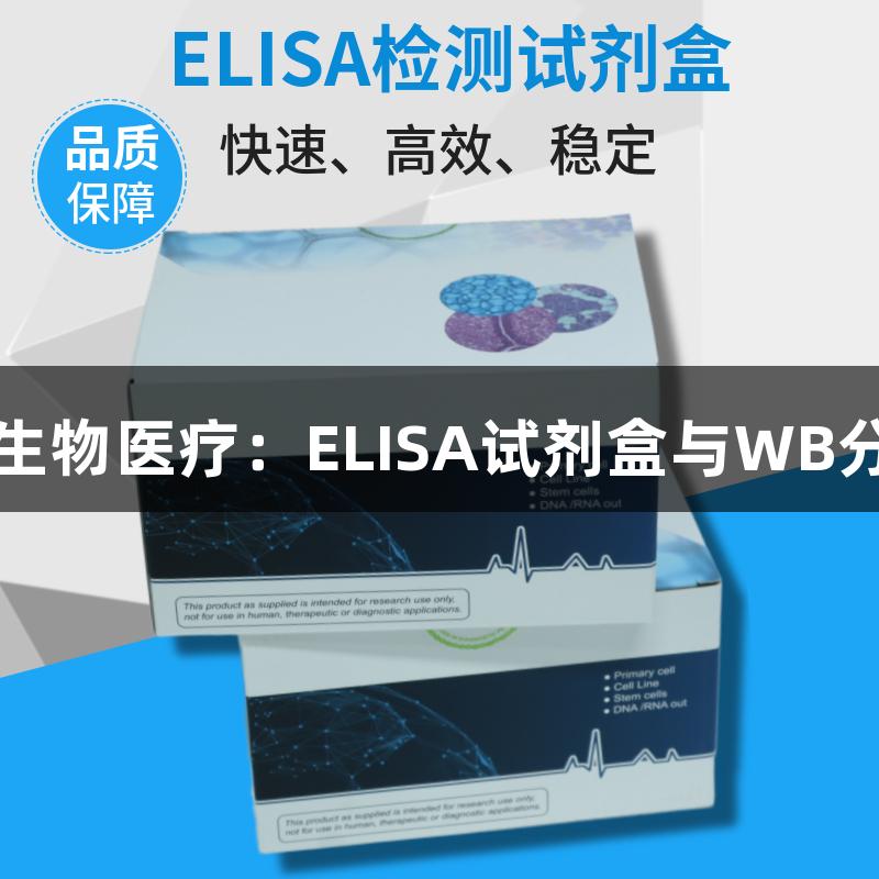 尊龙凯时生物医疗：ELISA试剂盒与WB分析法概述