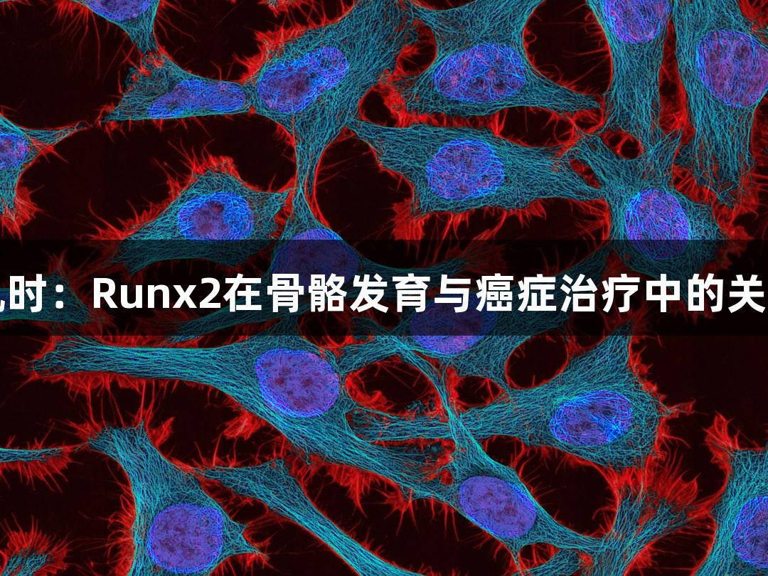 尊龙凯时：Runx2在骨骼发育与癌症治疗中的关键作用