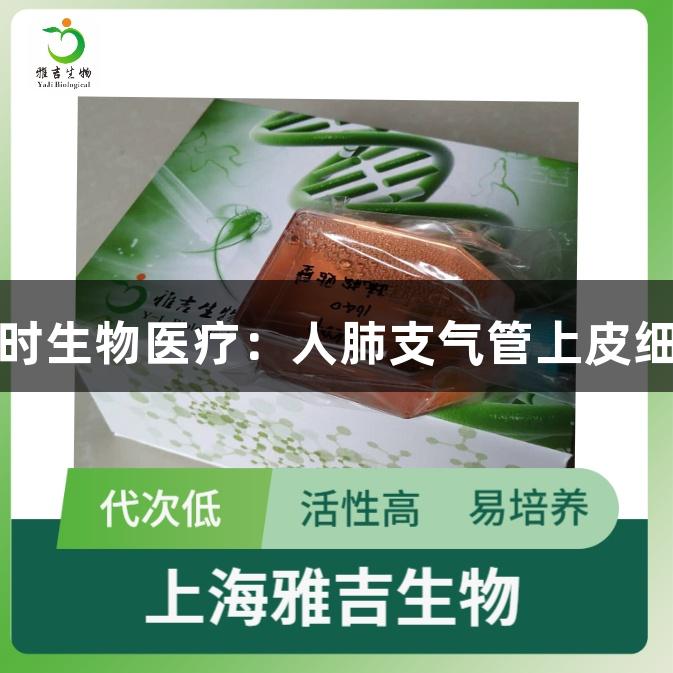 尊龙凯时生物医疗：人肺支气管上皮细胞研究