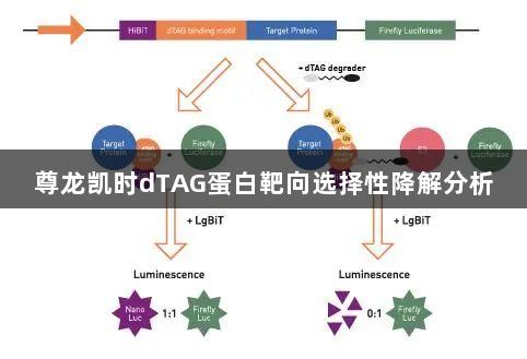尊龙凯时dTAG蛋白靶向选择性降解分析