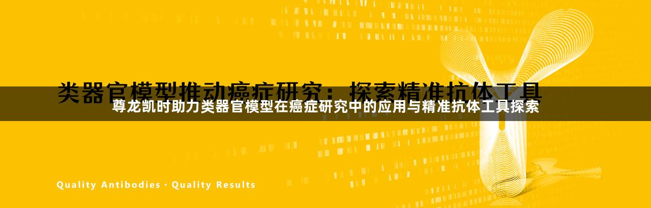 尊龙凯时助力类器官模型在癌症研究中的应用与精准抗体工具探索