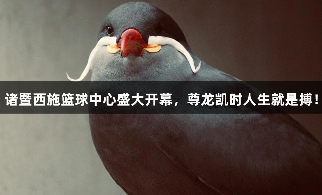 诸暨西施篮球中心盛大开幕，尊龙凯时人生就是搏！