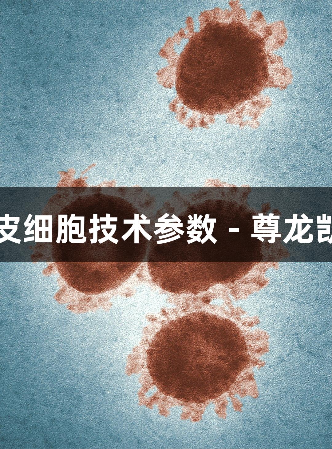 羊原代肾小管上皮细胞技术参数 - 尊龙凯时生物医疗应用
