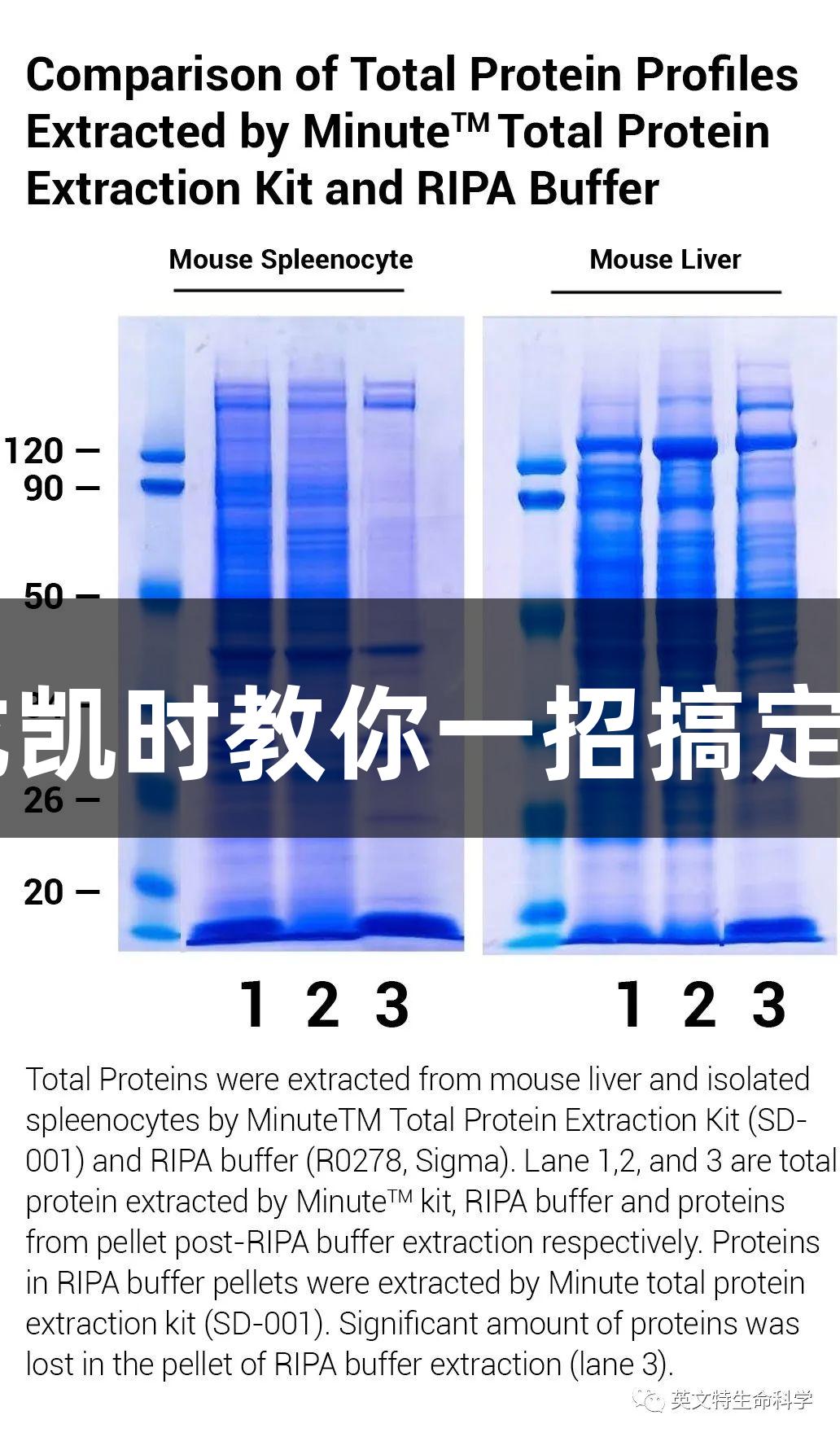 WB样品粘稠如“鼻涕”？尊龙凯时教你一招搞定核酸残团，清晰条带唾手可得！