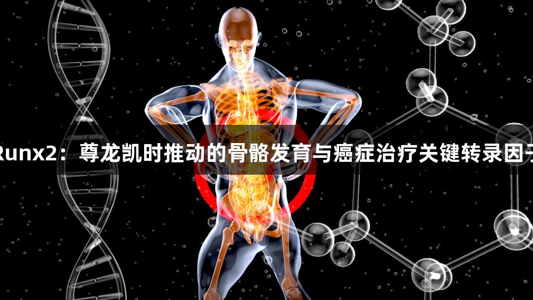 Runx2：尊龙凯时推动的骨骼发育与癌症治疗关键转录因子