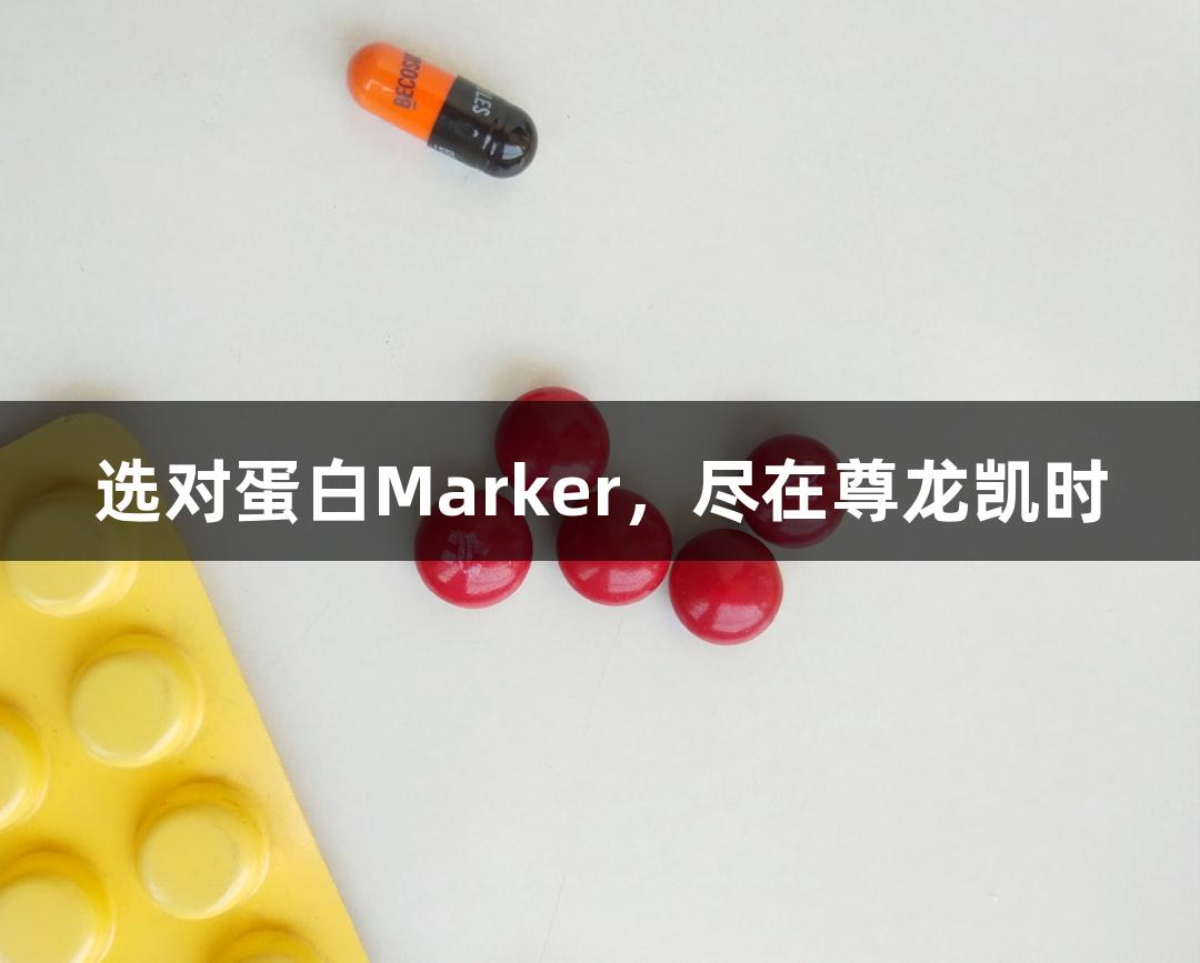 选对蛋白Marker，尽在尊龙凯时