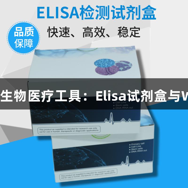 尊龙凯时的生物医疗工具：Elisa试剂盒与WB分析方法