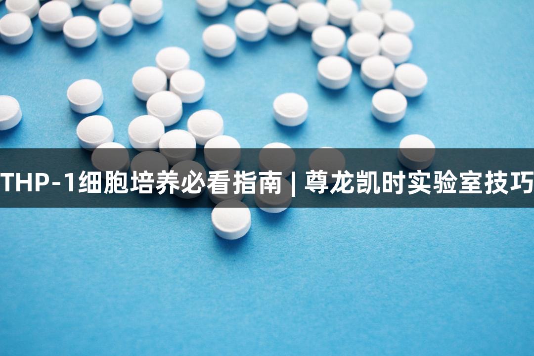 THP-1细胞培养必看指南 | 尊龙凯时实验室技巧