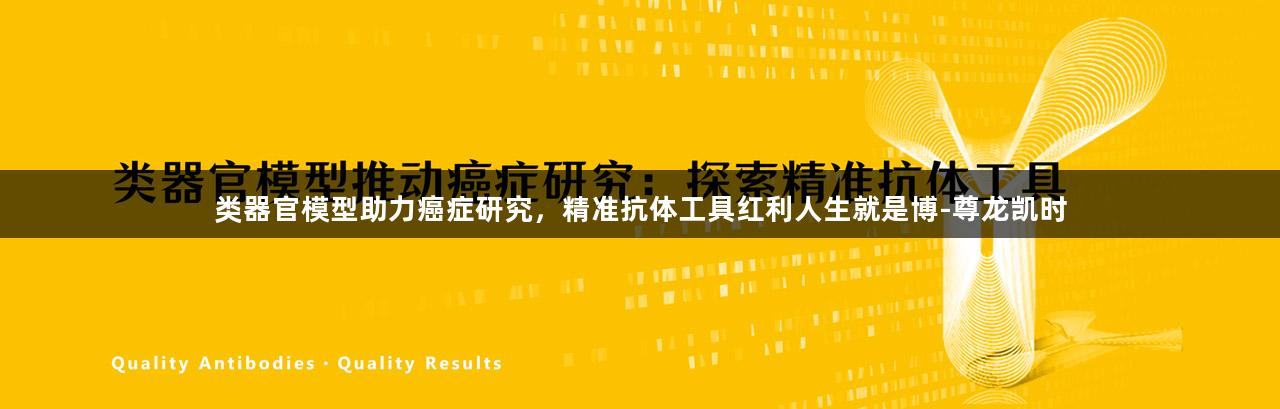 类器官模型助力癌症研究，精准抗体工具红利人生就是博-尊龙凯时
