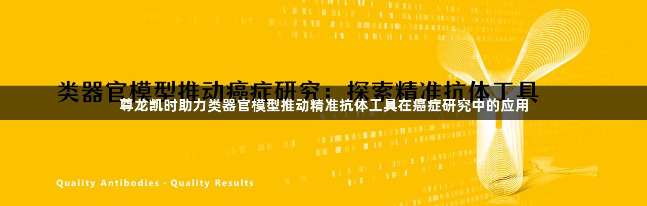 尊龙凯时助力类器官模型推动精准抗体工具在癌症研究中的应用