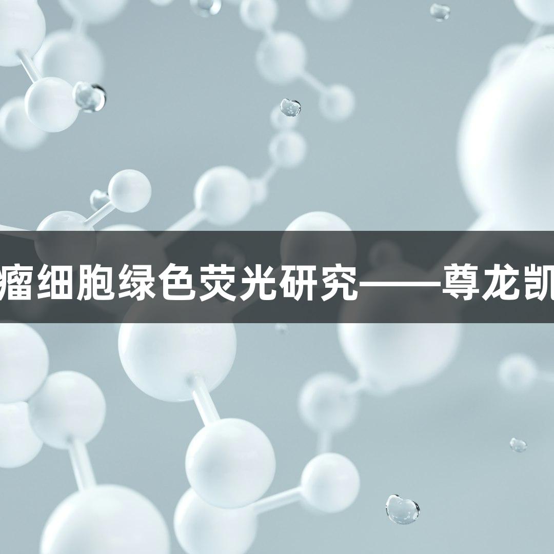 小鼠黑色素瘤细胞绿色荧光研究——尊龙凯时前沿探索