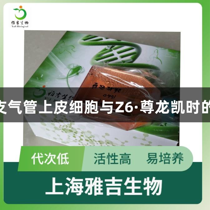 beas2b人肺支气管上皮细胞与Z6·尊龙凯时的生物医疗应用