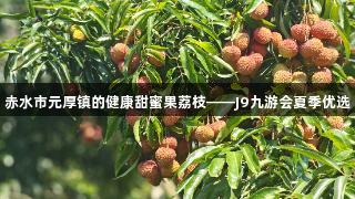 赤水市元厚镇的健康甜蜜果荔枝——J9九游会夏季优选