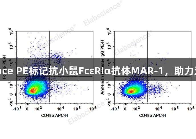 尊龙凯时推出Elabscience PE标记抗小鼠FcεRIα抗体MAR-1，助力过敏反应研究与流式分析