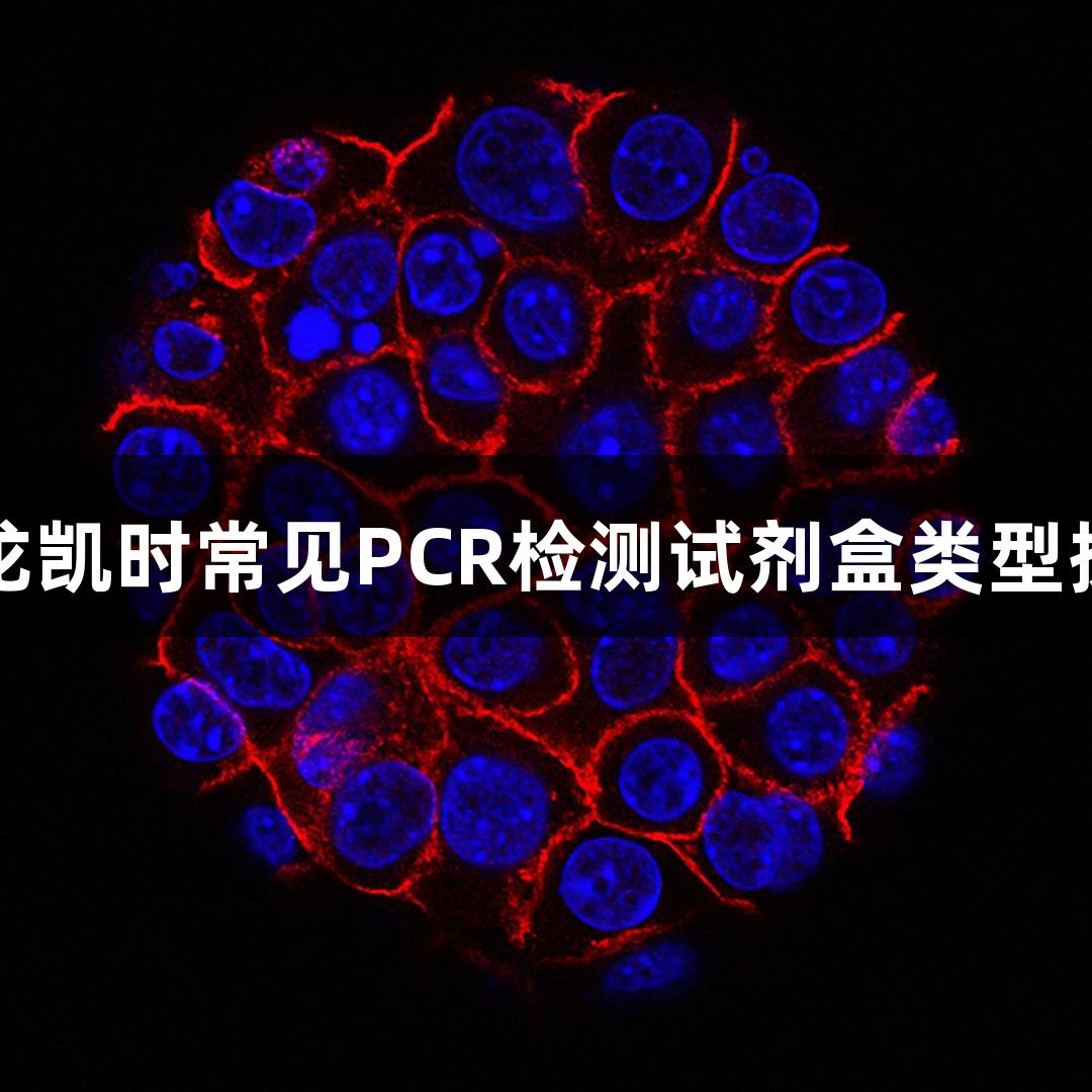 尊龙凯时常见PCR检测试剂盒类型探讨