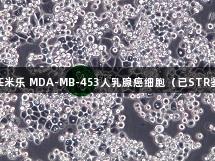 MILE米乐 MDA-MB-453人乳腺癌细胞（已STR鉴定）