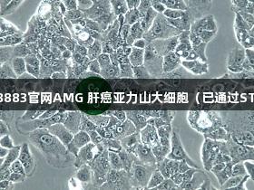 新葡萄8883官網AMG 肝癌亞力山大細胞（已通過STR鑒定）