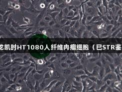 尊龙凯时HT1080人纤维肉瘤细胞（已STR鉴定）