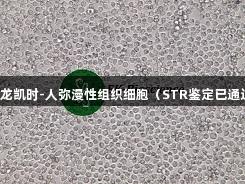 尊龙凯时-人弥漫性组织细胞（STR鉴定已通过）
