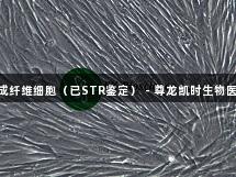 HFL-1人肺成纤维细胞（已STR鉴定） - 尊龙凯时生物医疗解决方案
