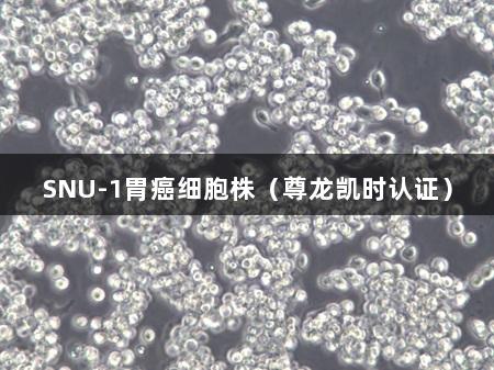 SNU-1胃癌细胞株（尊龙凯时认证）