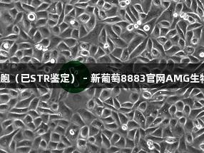 PC-9人腺癌細胞（已STR鑒定） - 新葡萄8883官網AMG生物醫療解決方案