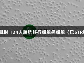 尊龙凯时 T24人膀胱移行细胞癌细胞（已STR鉴定）