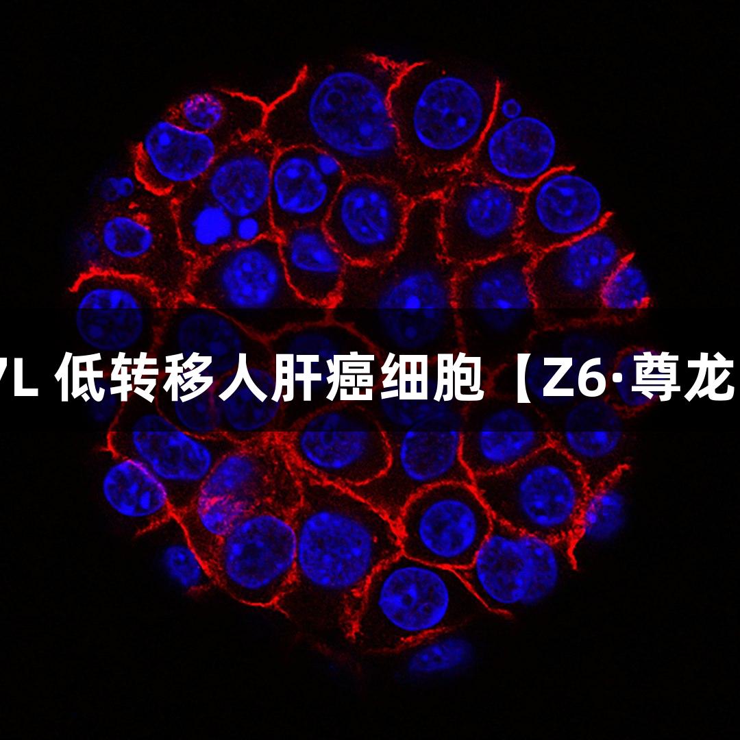 MHCC-97L 低转移人肝癌细胞【Z6·尊龙凯时认证】